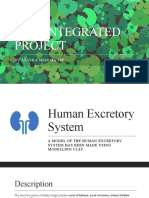 Human Excretory System Model