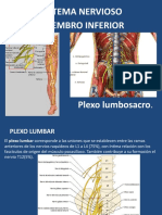 Sistema Nervioso Miembro Inferior