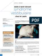 CAT Syndrome Vestibulaire Lapin