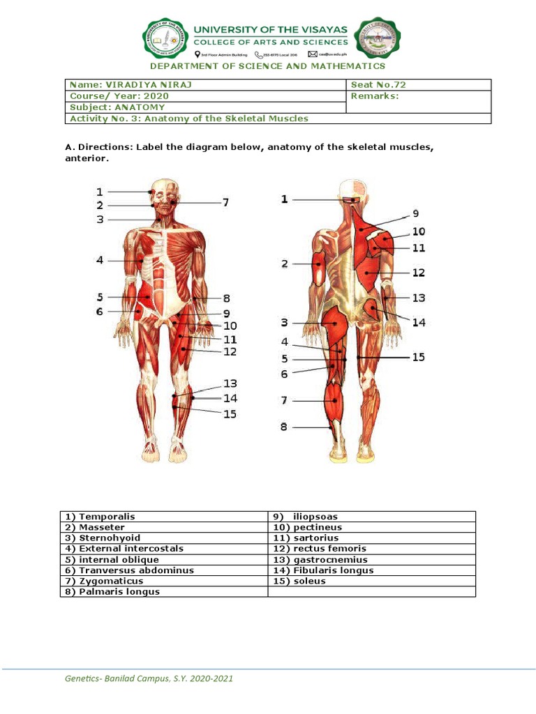 Activity 3 - Human Anatomy | PDF | Muscle | Skeletal Muscle