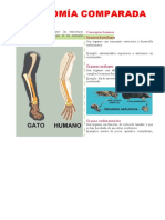 Anatomia 2