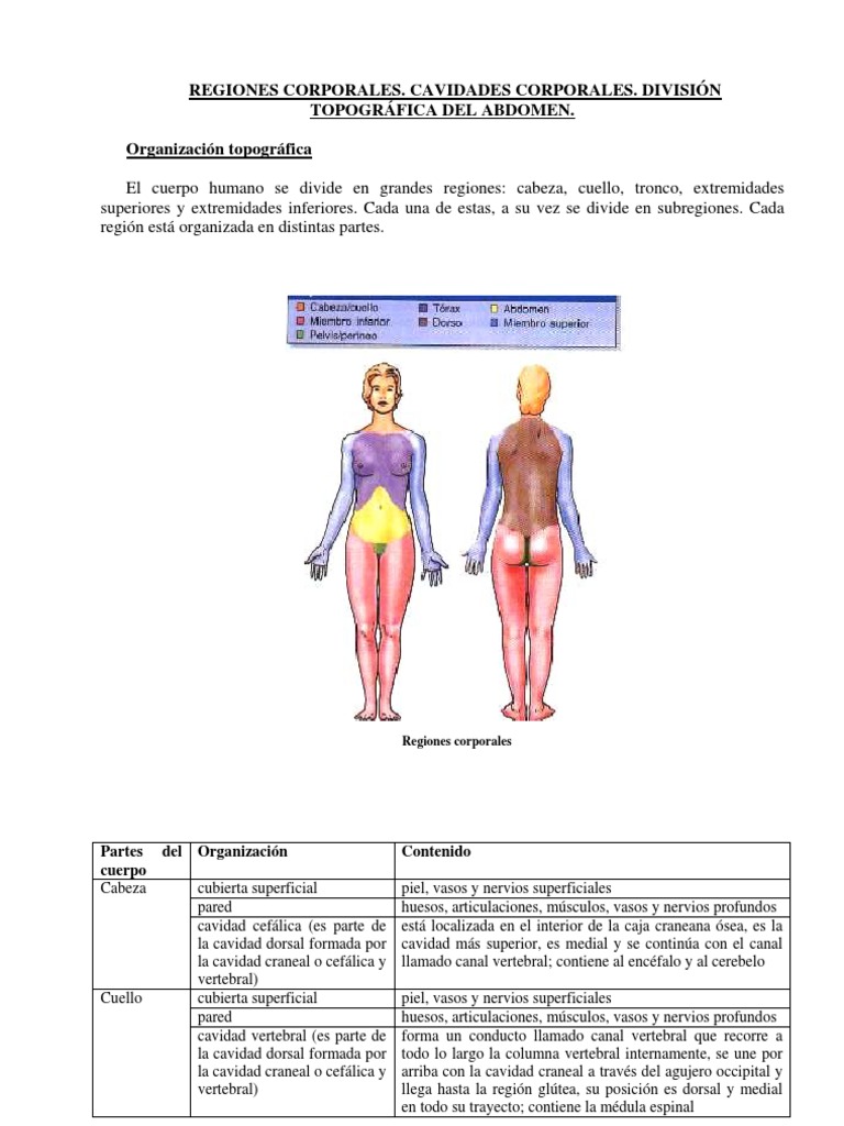 REGIONES Y CAVIDADES ANATOMICAS