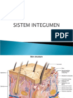 Anatomy-Physiologi V Sistem Integumen