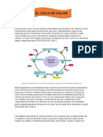 EDAFOLOGIA-ciclos de Krebs y Calvin