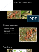 Oligonychus Punicae