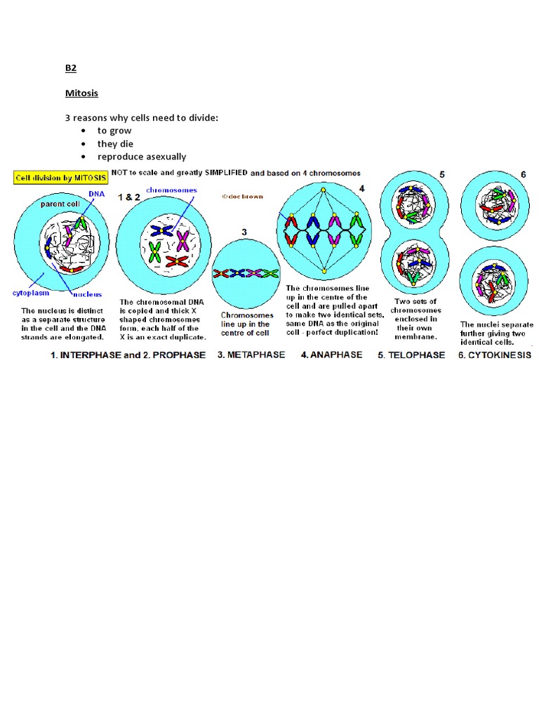 3 Reasons Why Cells Need To Divide To Grow They Die Reproduce