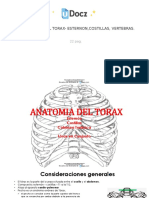 Osteologia Del Torax Esternon Costillas Vertebras 1 Downloable