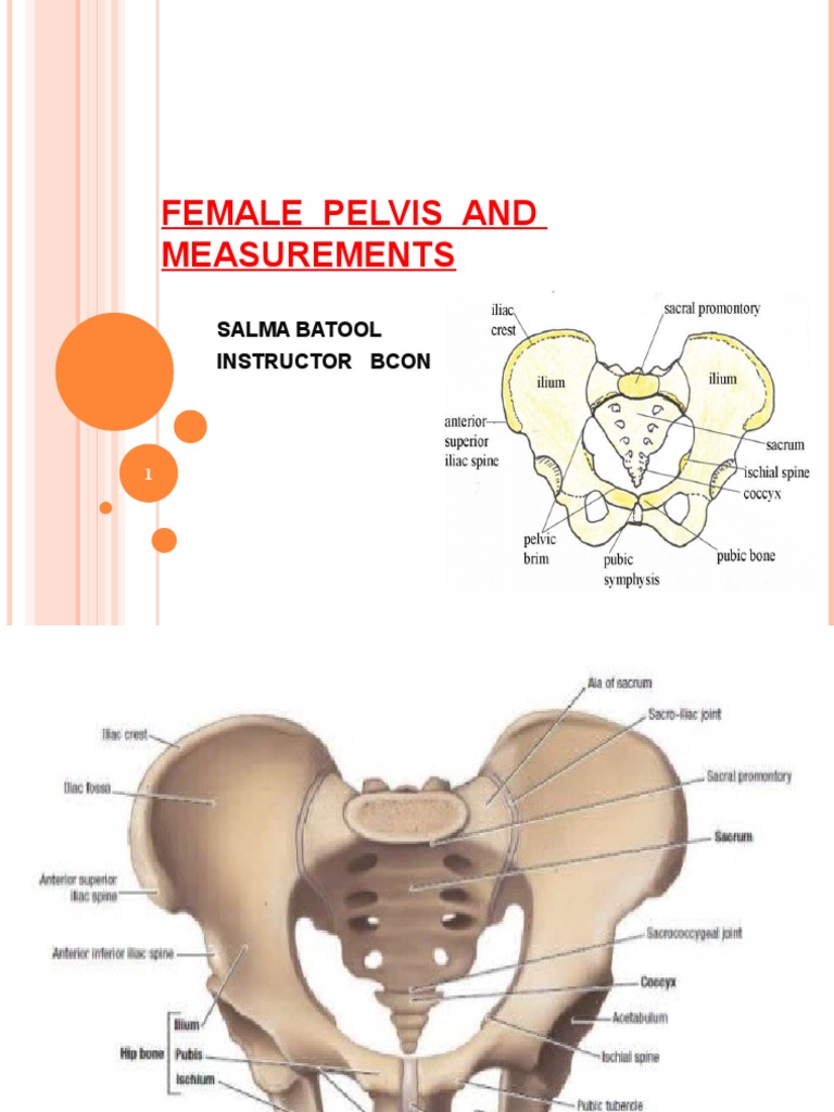 Female Pelvis and Measurements PDF Pelvis Fetus