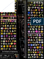 Phylogeny of Angiosperms Poster