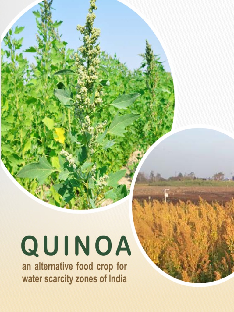 36 Quinoa Technical Bulletin PDF Quinoa Agriculture