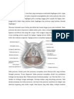 Anatomi perineum