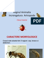 nevertebrate._insectele (1)