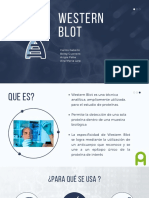 Western Blot