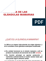 Anatomía de Las Glándulas Mamarias