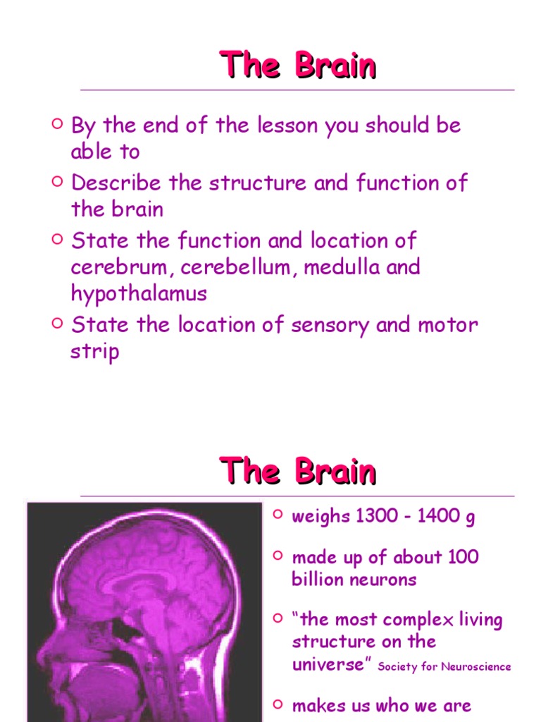 Understanding Brain Structure and Functions | PDF