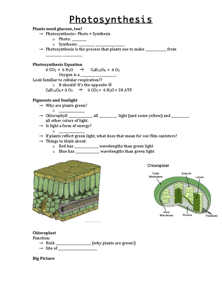 Photosynthesis Overview and Notes | PDF | Photosynthesis | Chloroplast