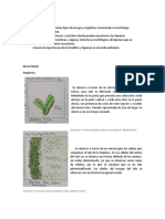 Informe BriófitosModulo3