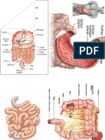 Revisão de Anatomia