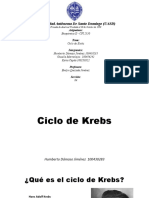 Ciclo de Krebs