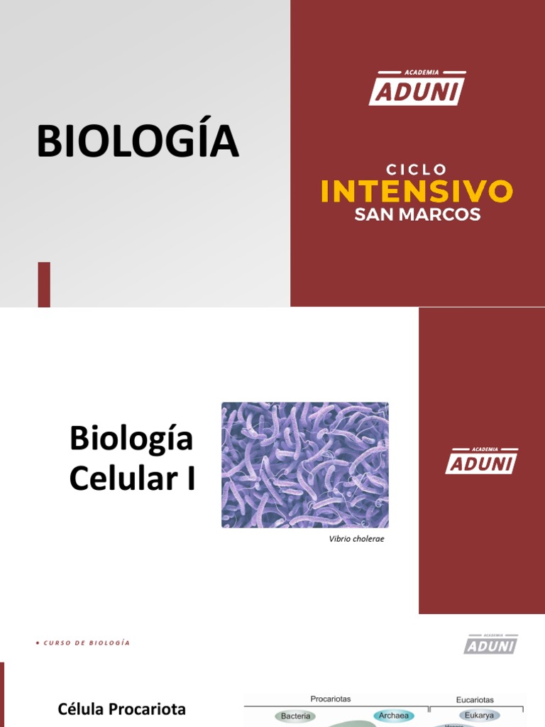 Estructura y Función de Bacterias | PDF | Las bacterias | Archaea