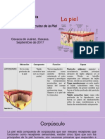 Hipodermis