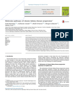 Molecular Pathways of Chronic Kidney Disease Progression