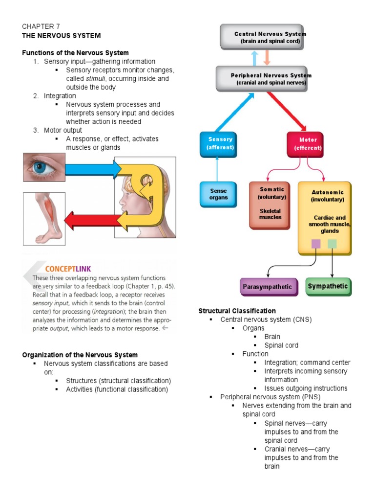 Nervous System Complete | PDF | Action Potential | Central Nervous System
