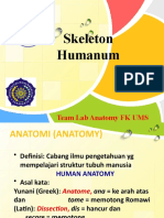 Anatomy Skeleton Humanum Poltekess