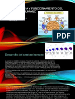 Morfología y Funcionamiento Del Cerebro Humano, Exposicion