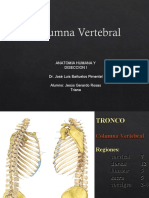 Anatomía humana: columna vertebral y tronco