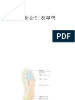 21년 위장관의 해부학-통합강의