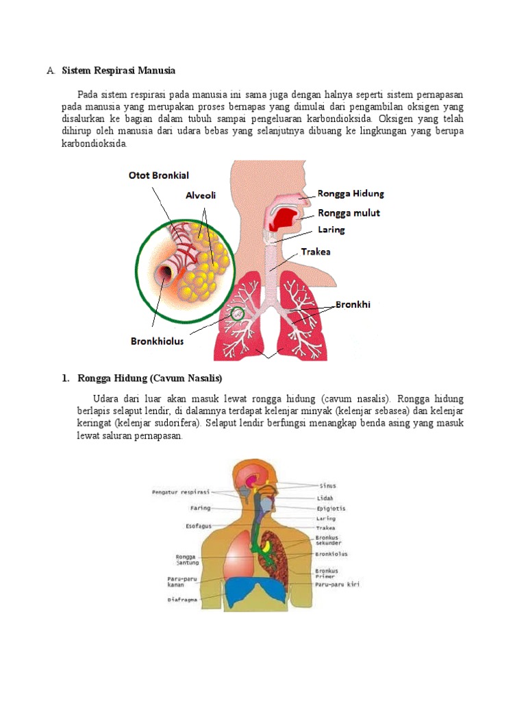 Mekanisme Sistem Respirasi | PDF