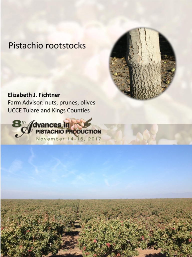 Pistachio Rootstocks: Elizabeth J. Fichtner | PDF | Grafting | Plant ...