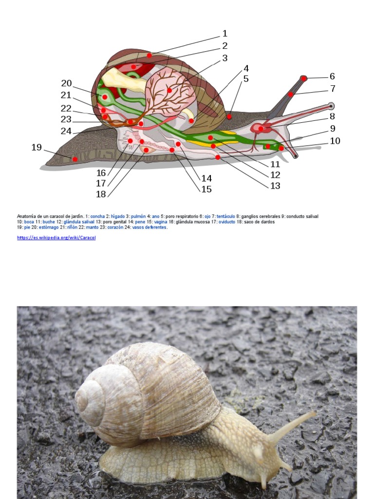 Anatomía De La Concha Del Caracol