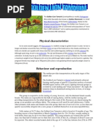 The Golden Lion Tamarin