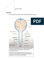 Neuroanatomía Funcional 