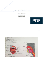 Esquema de La Cavidad Oral y Tabla de Los Músculos