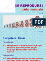 Sistem Reproduksi Manusia - Part 1