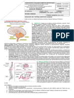 Guía N. 3 Sistema Nervioso Humano