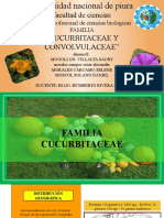 Seminario Cucurbitaceae y Convolvulaceae