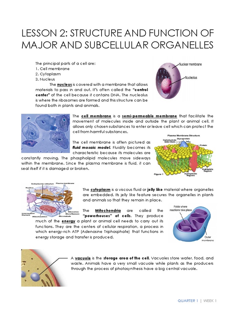 Functions of the Cytoskeleton Explained | PDF | Cell (Biology ...