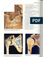 Rochen J.W. Yokochi C. - Anatomia Człowieka. Atlas Fotograficzny 10 - Kończyna Górna