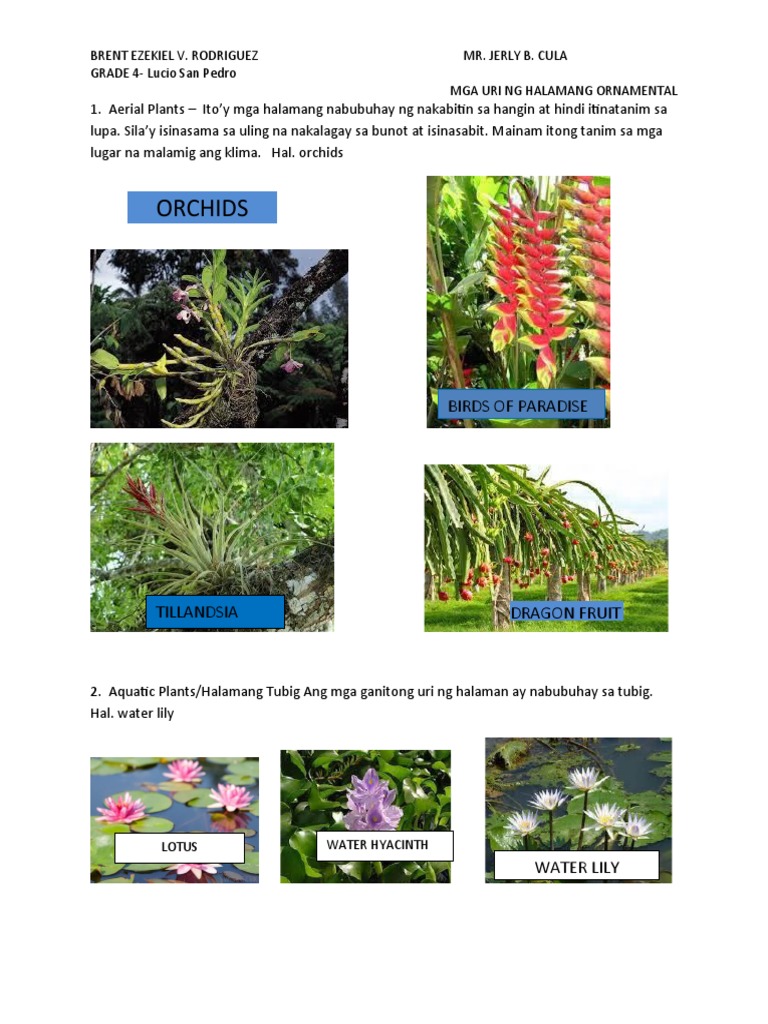 Mga Halamang Ornamental Pdf