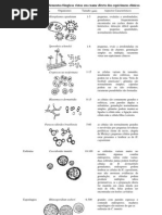 Característica dos elementos fúngicos vistos em exame direto dos espécimens clínicos