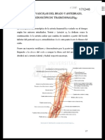 Iii Anatomia Vascular Del Brazo Y Antebrazo, Conceptos Microscopicos Tradi 3onalesg¡