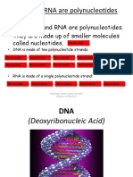 DNA and RNA Are Polynucleotides