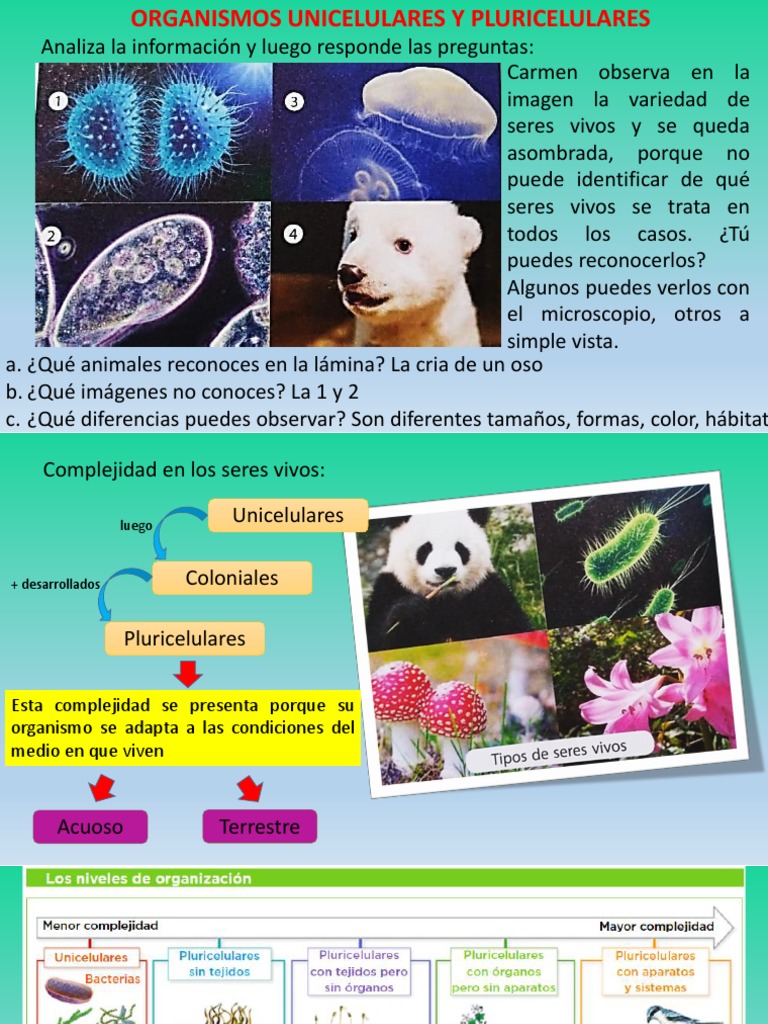 Organismos Unicelulares y Pluricelulares | PDF | Organismos | Biología  Celular)
