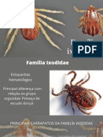 Familia Ixodidae