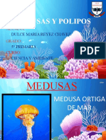 Medusas y Polipos