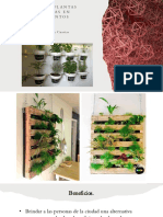 Cultivo de plantas aromáticas en apartamentos
